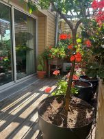 appartement 4 pièces en vente sur BALMA (31130)